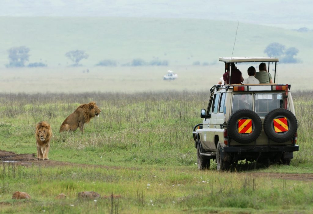 tourists in an off-road vehicle watching lions in the ngorongoro crater in tanzania