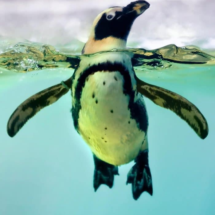 A penguin swimming.