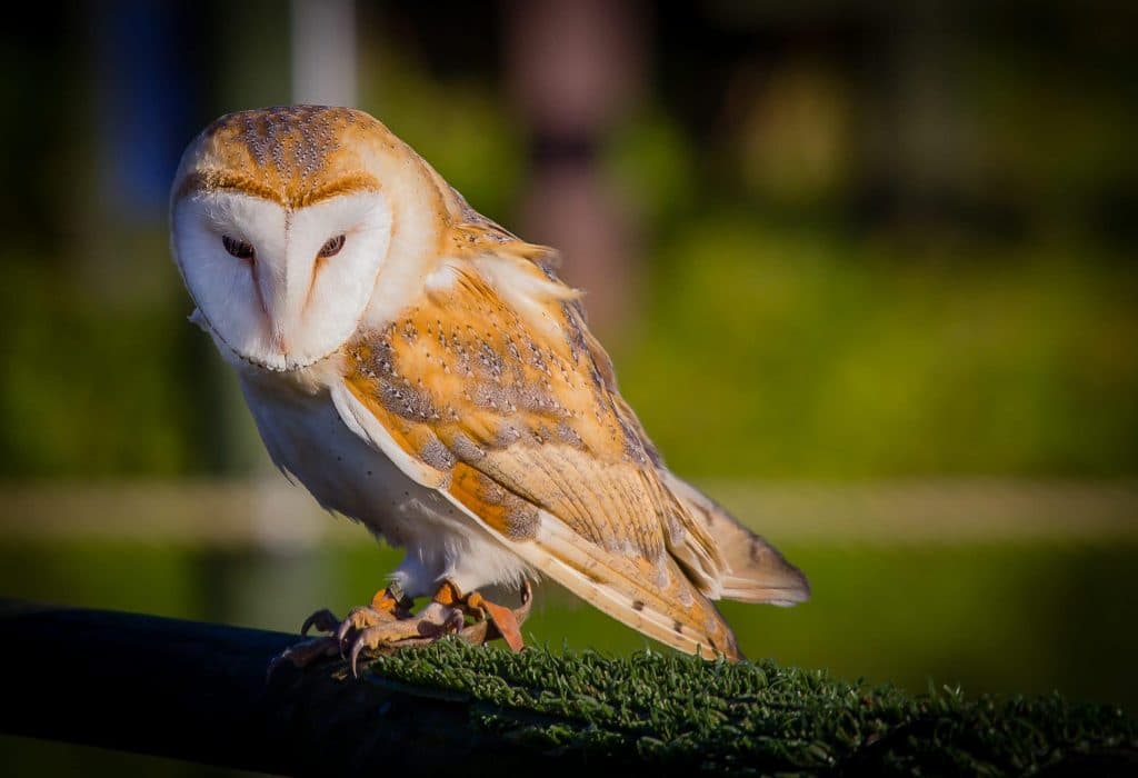 A gorgeous barn owl rests on a fence post with beautiful out of focus background